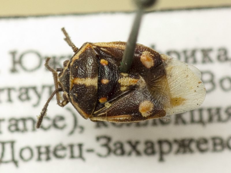 Bagrada hilaris (Burmeister, 1835)